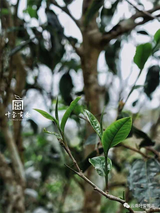 云南叶玺普洱拾年普洱茶