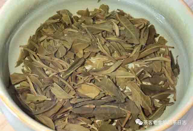 茶者无喧2023年倚邦有林M普洱茶