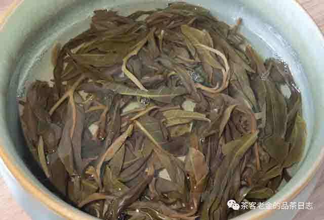 吾茶共饮2023年白茶园高杆挑采七棵普洱茶