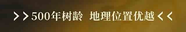 古韵流香老班章单株普洱茶