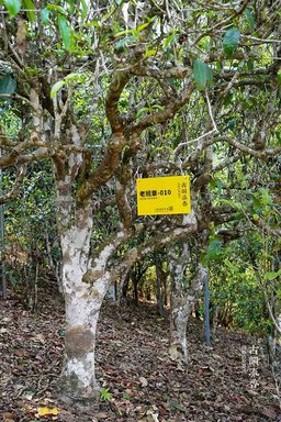 古韵流香老班章单株普洱茶