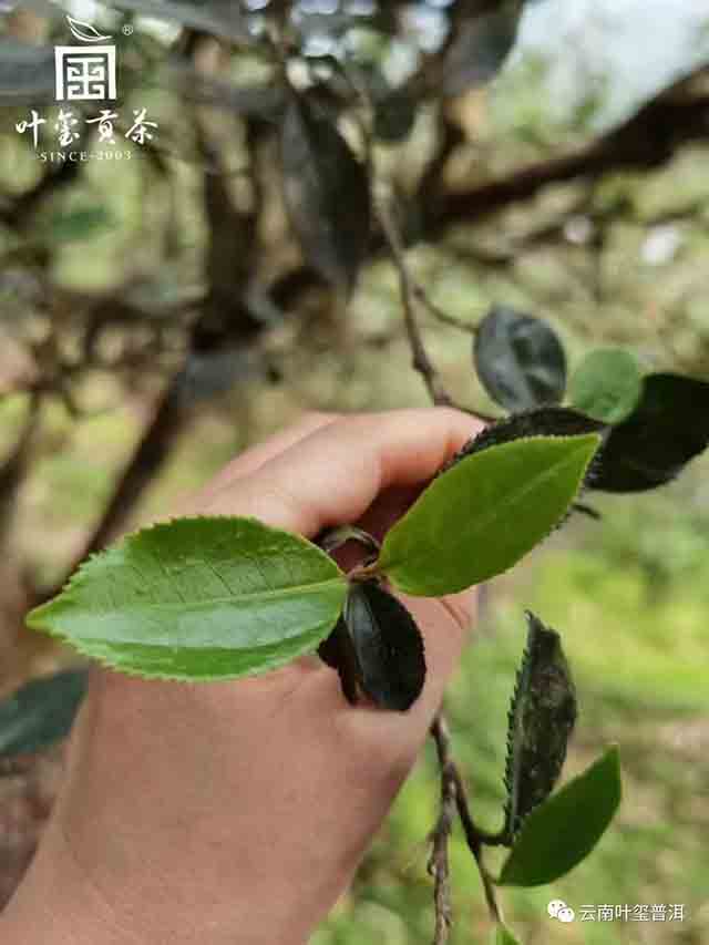 叶玺普洱古六山倚邦篇