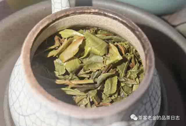 彤掌柜2023年森林茶普洱茶