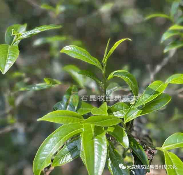 天威德成老班章普洱茶品质特点