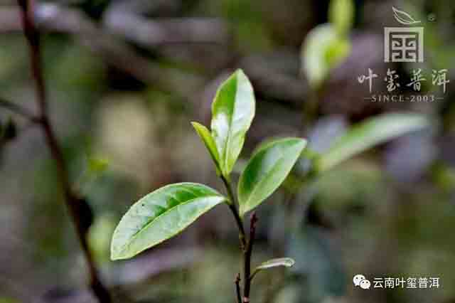叶玺普洱革登普洱茶品质特点