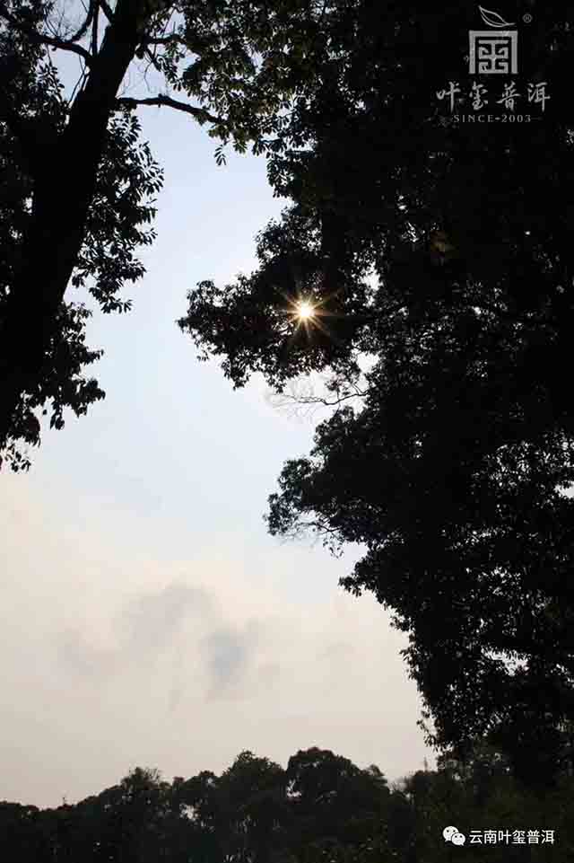 叶玺普洱革登普洱茶品质特点