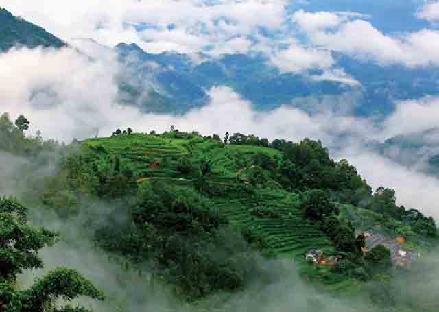 老乌山古茶树