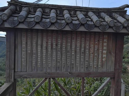 八角亭魅力老寨邦崴普洱茶品质特点