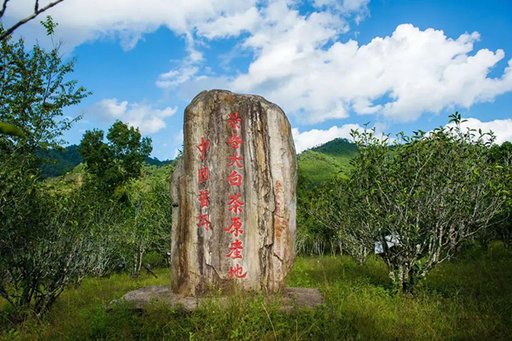 景谷大白茶古茶园