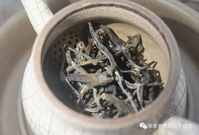 陈永珍2023年白茶园山顶古树头春普洱茶