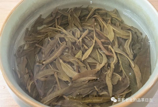陈永珍2023年白茶园山顶古树头春普洱茶