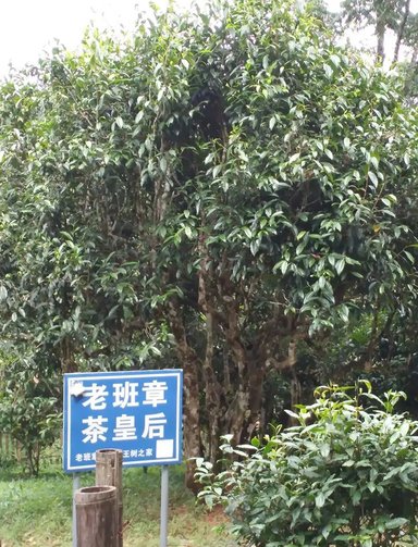 金融茶 【深度】从出世到“爆雷”,这款“金融茶”半年狂卷5亿元?!