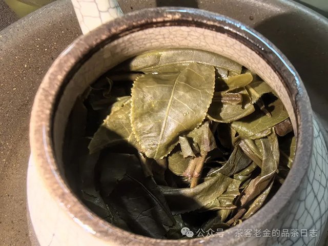 馨兰熙号2023年茶王树普洱茶
