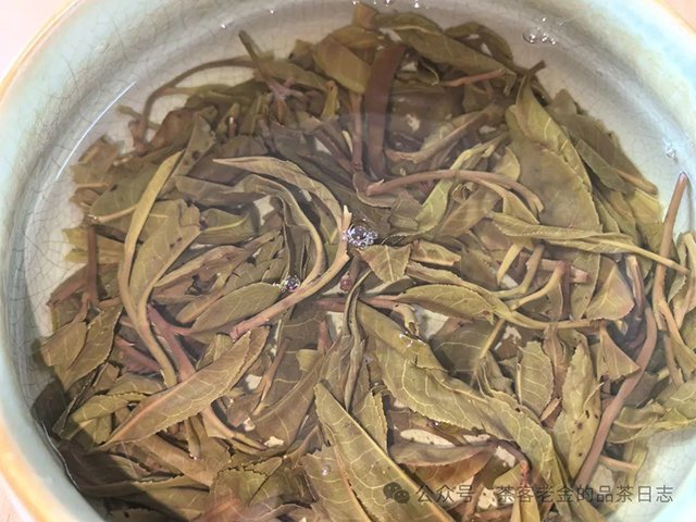 馨兰熙号2023年茶王树普洱茶
