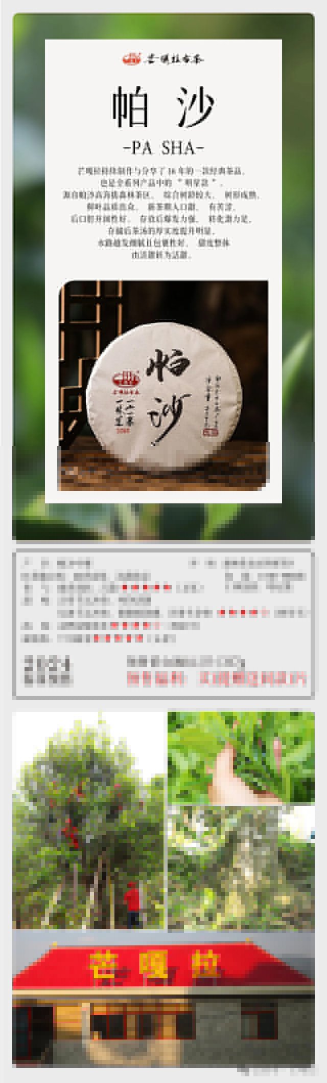 芒嘎拉2024一山一味春茶预售开启
