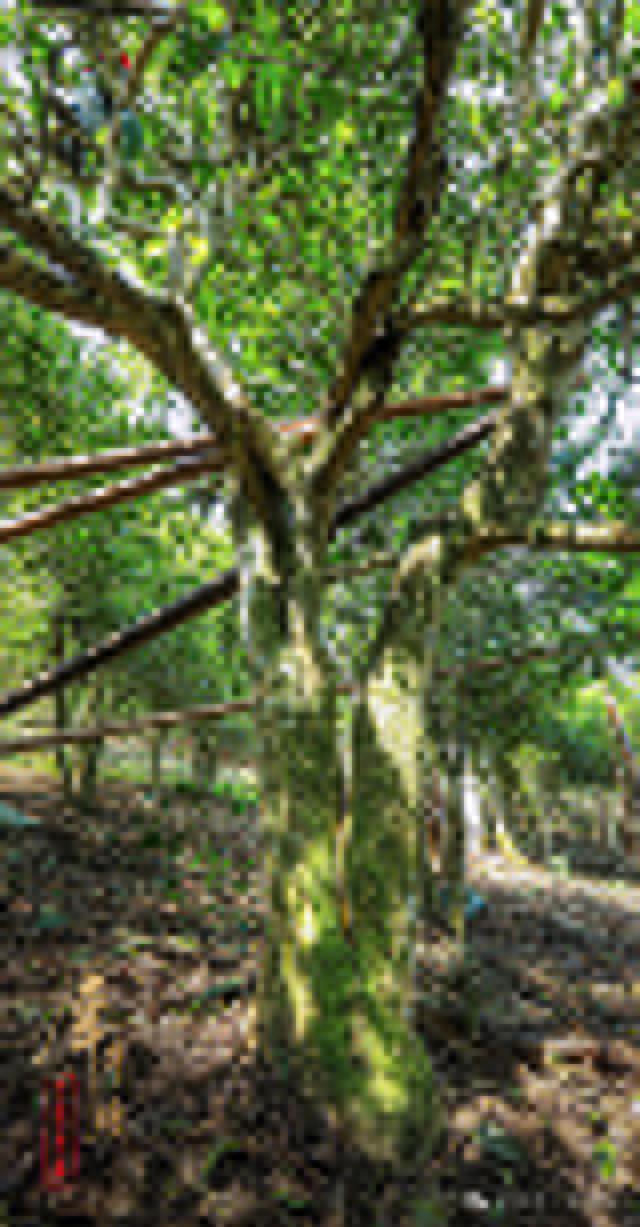芒嘎拉2024一山一味春茶预售开启