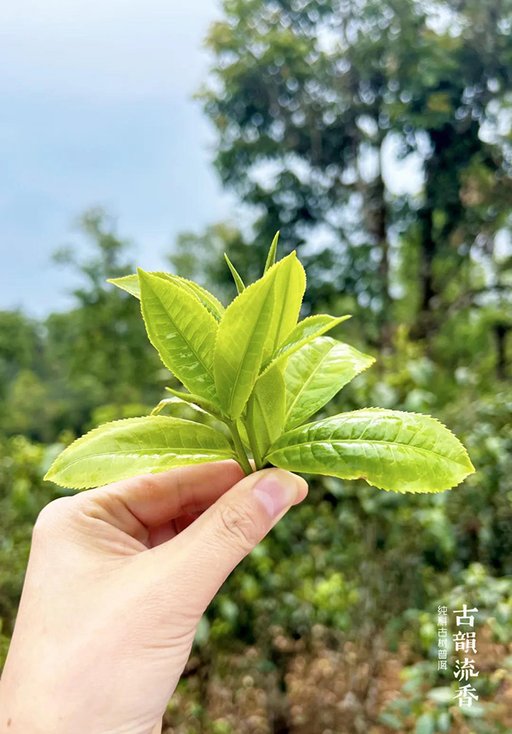 古韵流香老班章体验中心落成仪式暨2024春季茶山游学开启