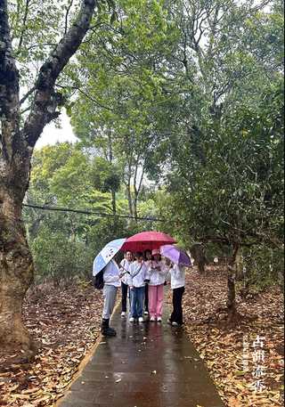 古韵流香老班章体验中心落成仪式暨2024春季茶山游学开启