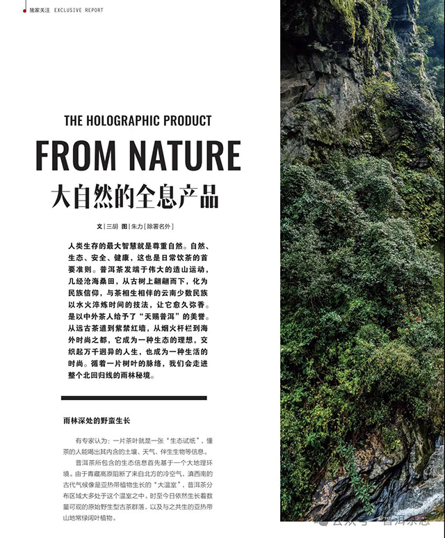 普洱杂志