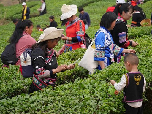 宁洱普洱茶贡茶