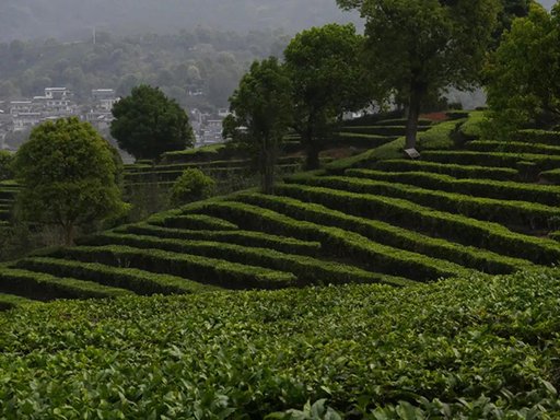 宁洱普洱茶贡茶