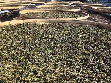 易普堂茶号试2024年头春单株有感