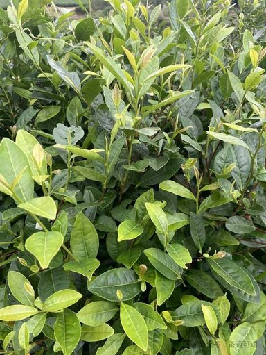 华茶一号