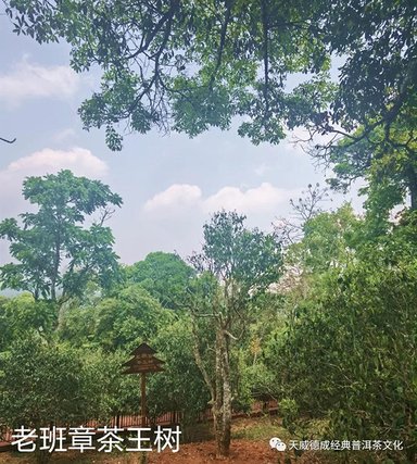 天威德成2024年老班章古树纯料品质特点