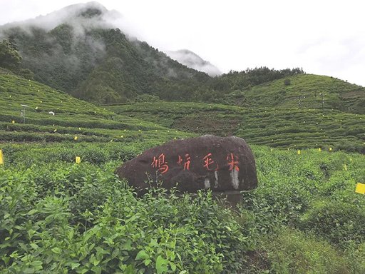 鸠坑茶 【独家】“千岛湖”能否带动“千岛湖茶”出圈?