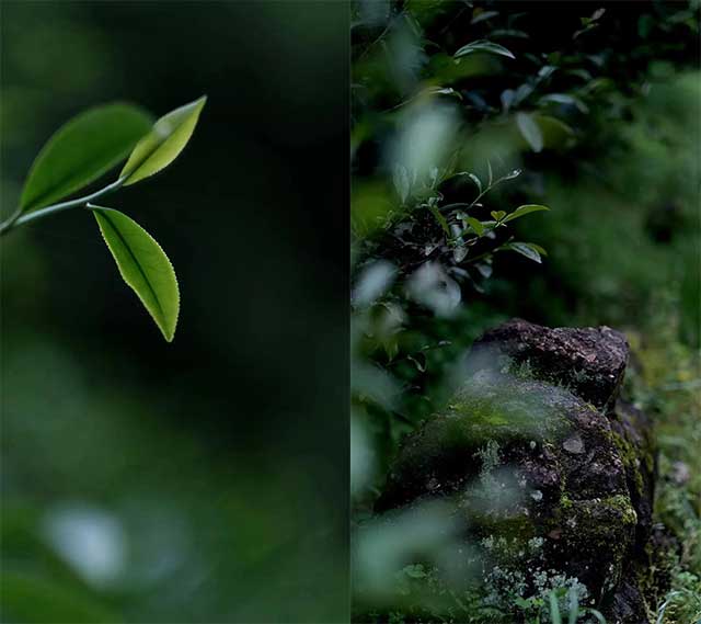 八角亭布朗印象普洱茶