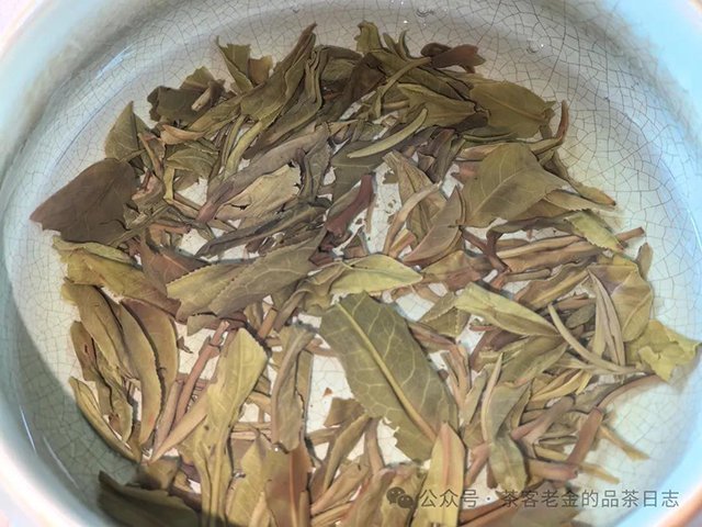2023年倚邦古树普洱茶品质特点