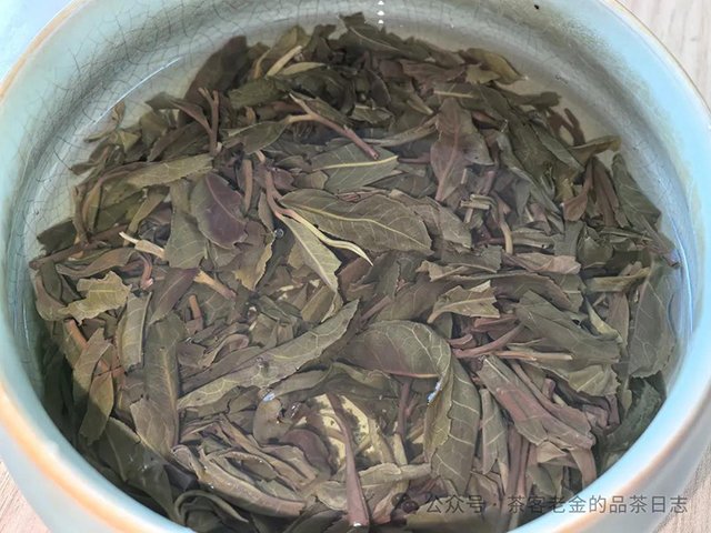 湖南清叶集2023年白茶园挑采单株普洱茶品质特点