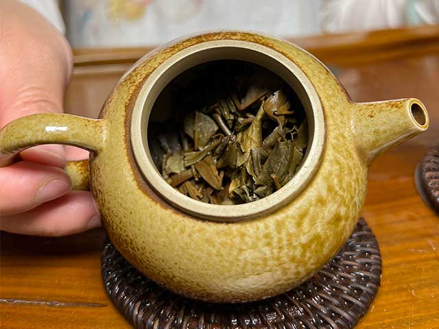 图为老郎河2006年布朗古树