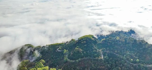 景迈山与武夷山茶与茶的对话