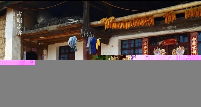 早期冰岛寨正在准备采收茶叶的茶农