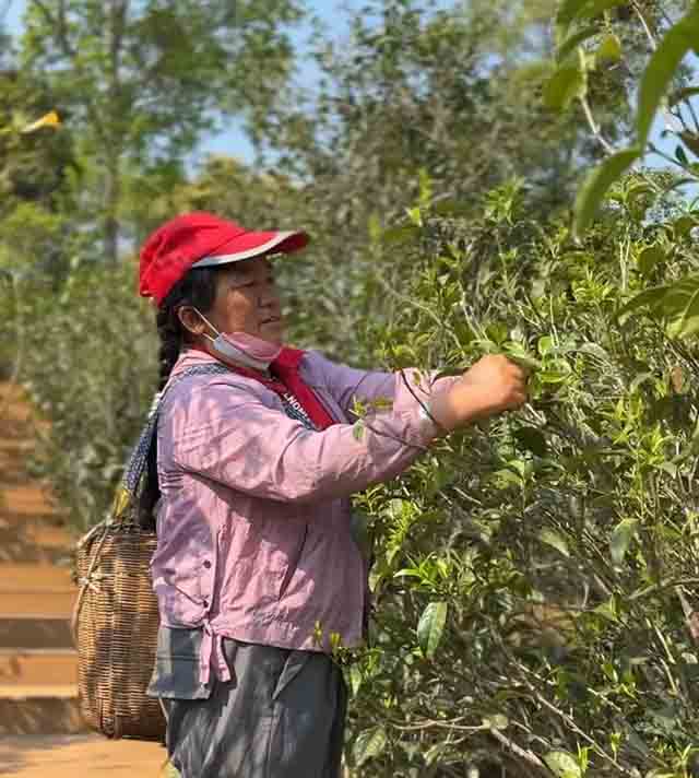 临沧昔归茶