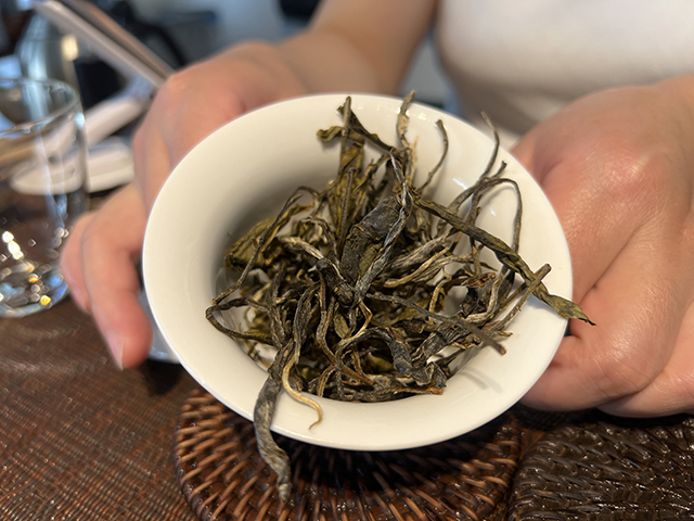 图为2023年老班章挑采古树茶散料品鉴