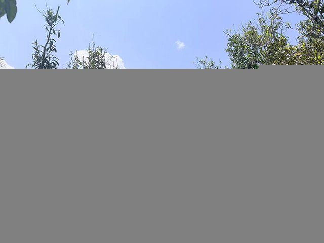 图为2025年白沙坡古树茶